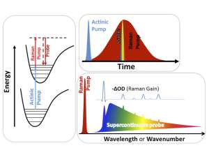 Ultrafast Spectroscopy