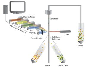 Flow Cytometry