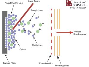 MALDI-TOF Mass Spectrometry