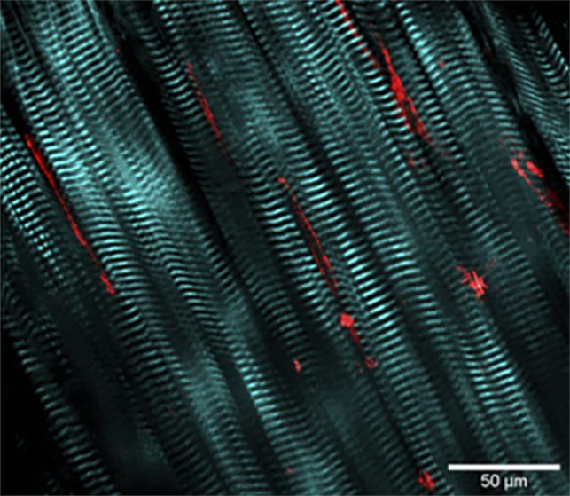 Zebrafish embryo (6 hours post fertilization) using label free THG at 1140 nm; imaged with InSight® DS+™